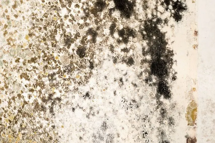 The Importance of Mold Removal in Cork’s Damp Climate