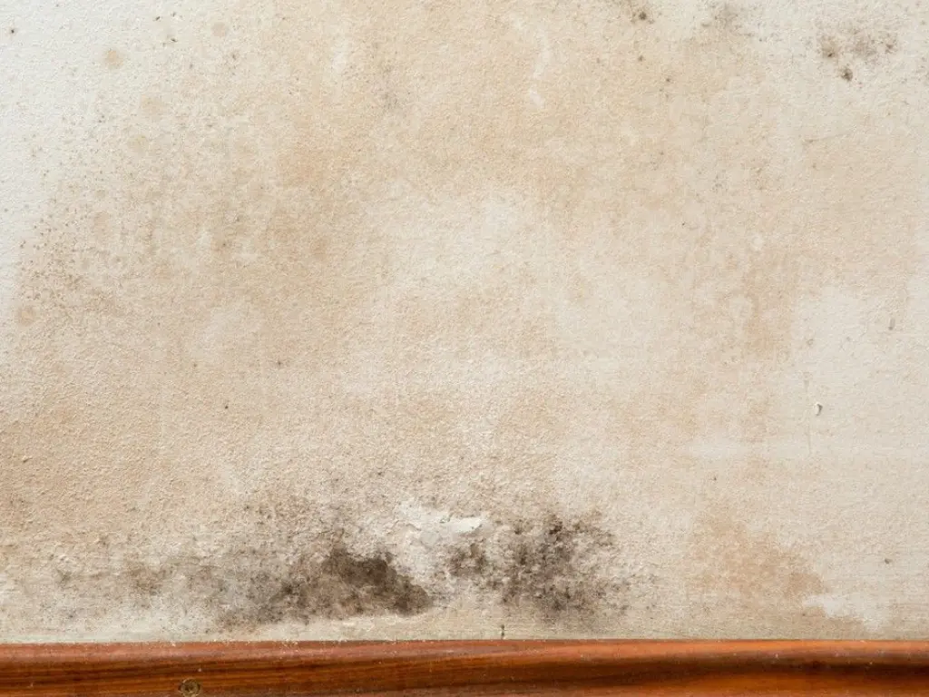 Say Goodbye to Mold: Easy Cleaning Hacks for Your Cork Home