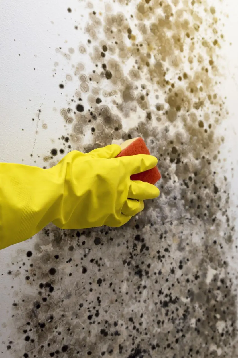 Mold Cleaning Tips in Cork: How to Remove Mold and Keep Your Home Safe