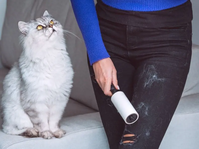 A pet-friendly home with a happy cat.
