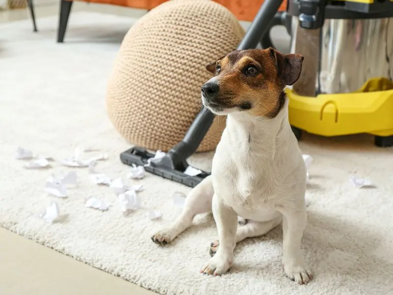 A cozy living room with pet-friendly furniture covers protecting couches