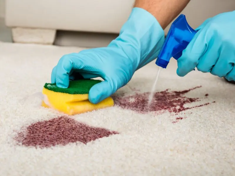 Removing pet odors from carpet using steam cleaning in a living room.