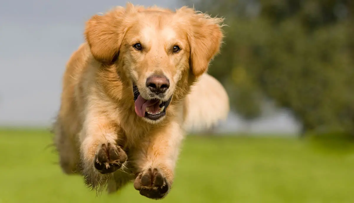 How to get the pet odour out of the house